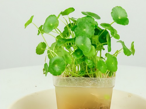 水生植物.jpg