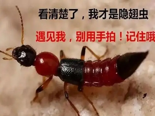 禁止拍打隱翅蟲
