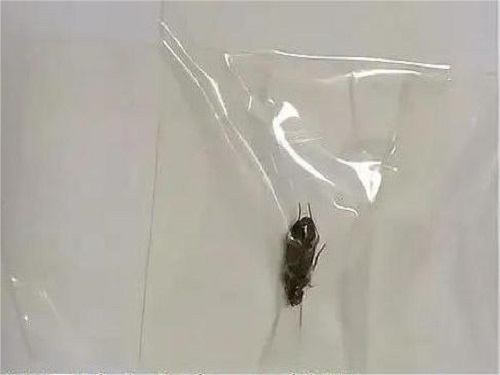 膠帶粘蟑螂.jpg