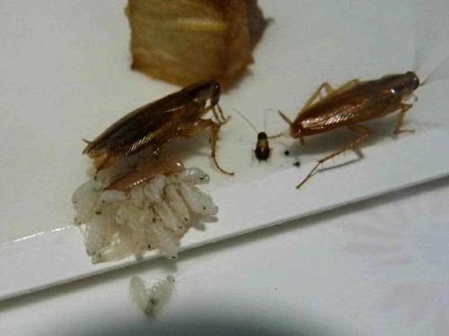 徹底消滅家中蟑螂的方法