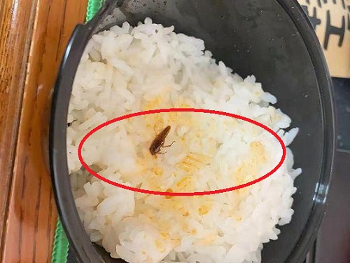 廚房里的蟑螂