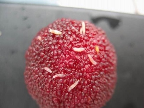 果蠅卵