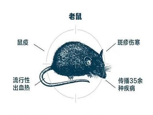 老鼠傳播傳播疾病