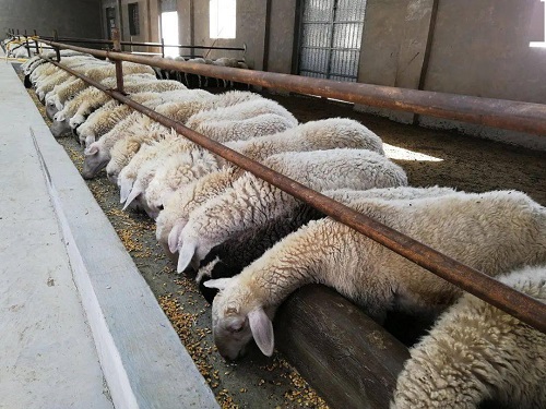 養(yǎng)殖場如何防鼠