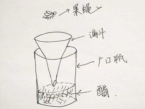 果蠅誘捕器