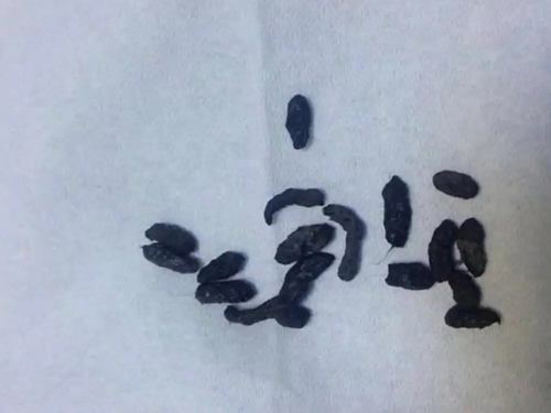 用紙巾清除老鼠的糞便
