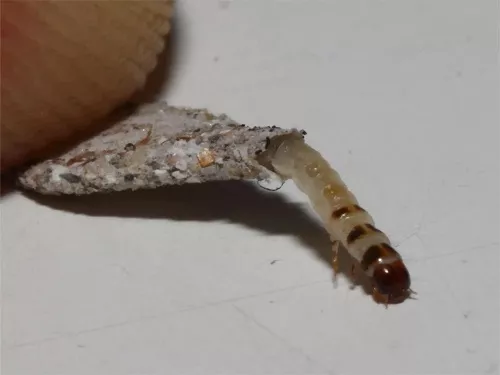 织物害虫