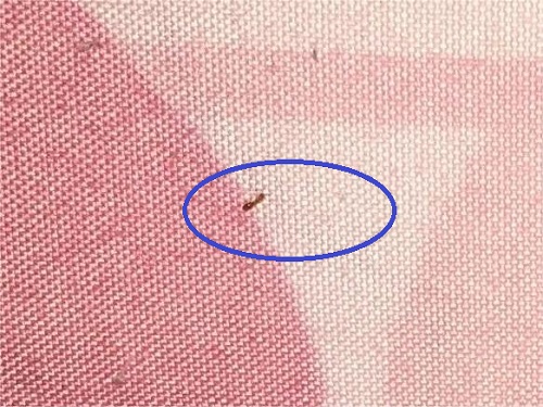 床单上的蚂蚁.webp.jpg