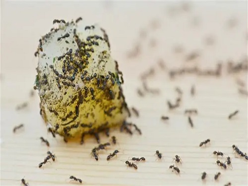 蚂蚁在厨房里偷吃食物