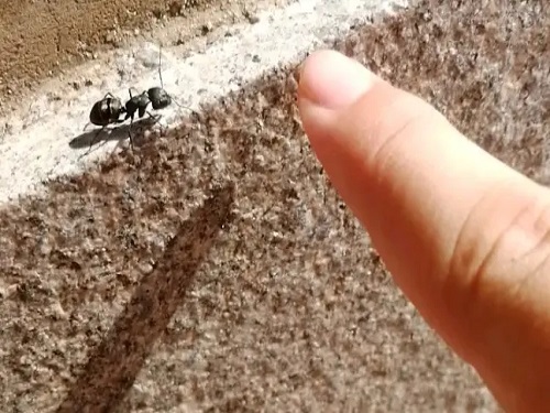 普通的蚂蚁在家中有危害吗
