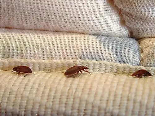 臭虫
