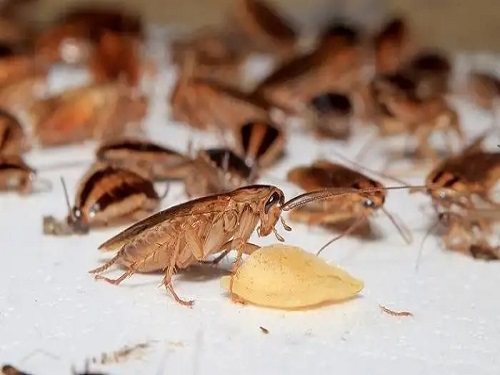 蟑螂在吃食物残渣