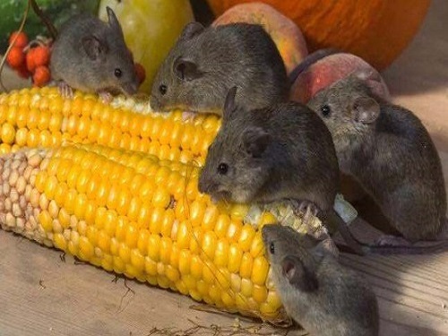 一群老鼠在吃餐桌上的玉米