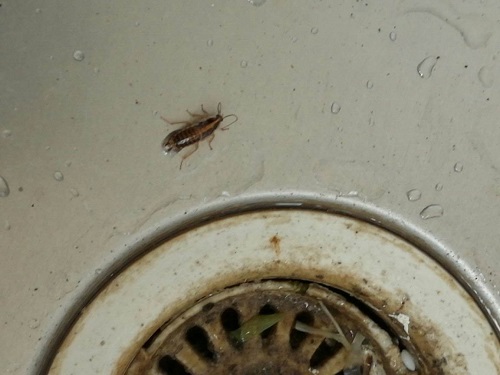 水池管道里爬进来的蟑螂