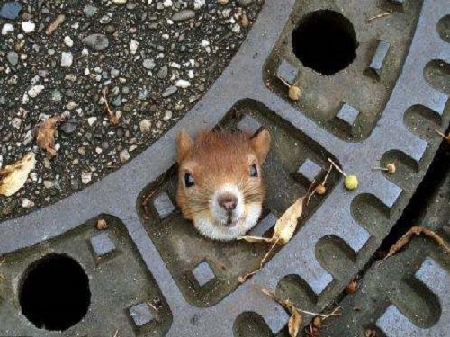 下水道里的老鼠.jpg