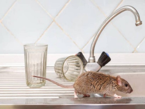 一只老鼠在厨房台面上.jpg