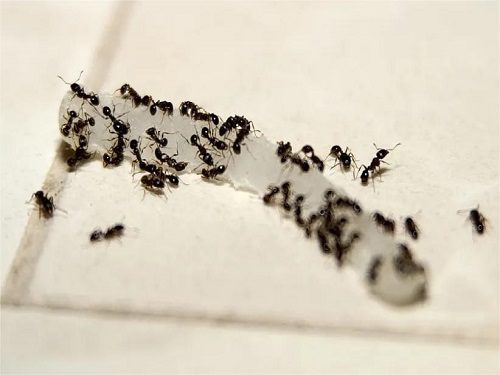 蚂蚁在盗食家里的食物