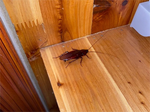 房间柜子里的蟑螂