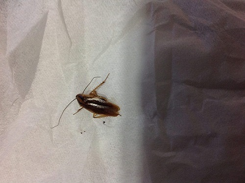 宿舍的床上有蟑螂