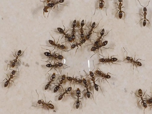 一群小家蚁的工蚁在觅食