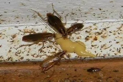 为什么蟑螂吃了蟑螂药不死