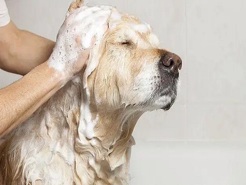 给宠物洗澡