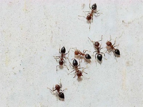 消灭蚂蚁最简单的方法
