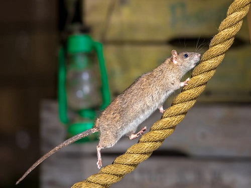 绳子上一直老鼠在往上爬.jpg