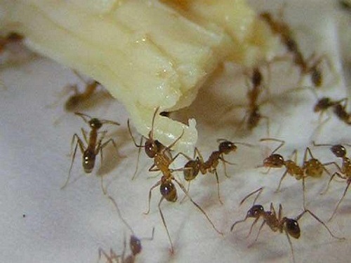 蚂蚁在厨房搬运食物