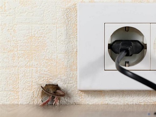 一只老鼠在钻家里墙壁上的洞