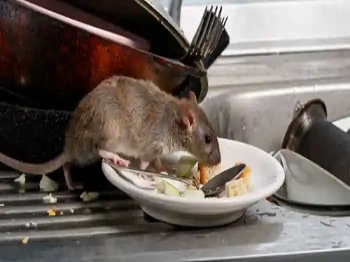 老鼠在偷吃食物