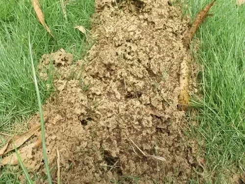 黄翅散白蚁