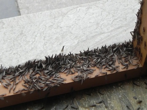 大量长翅繁殖蚁从蚁巢中飞出