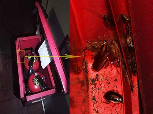 陈旧 的消防柜里面很多蟑螂