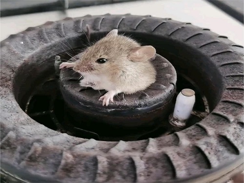 炉灶里面的鼠窝.jpg