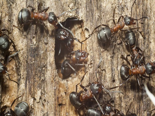木材里的蚂蚁.jpg