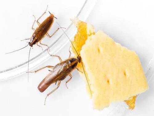 餐桌上的蟑螂在吃零食