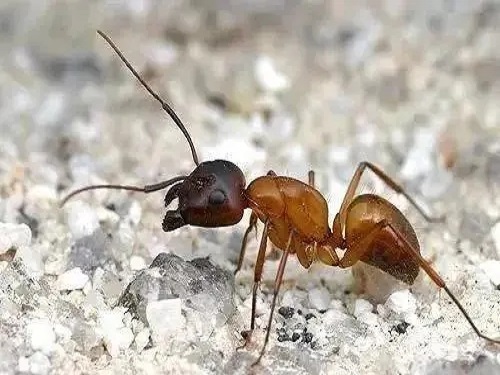 如何预防和消灭蚂蚁最有效的方法