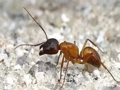 蚂蚁