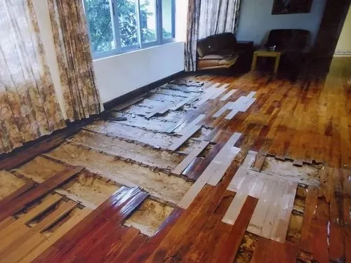白蚁破坏的房屋