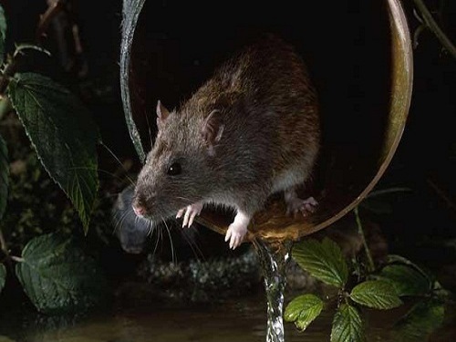 下水道口的老鼠