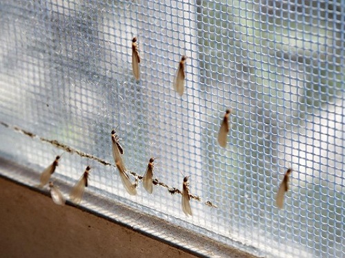 有哪些措施可以预防白蚁