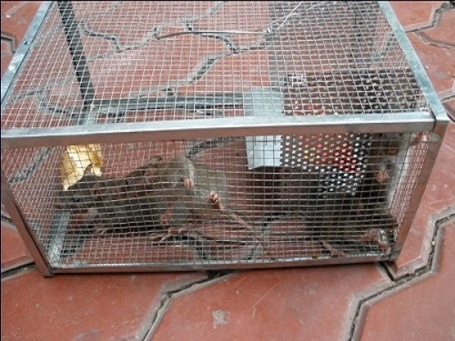 老鼠在捕鼠笼里饿死了