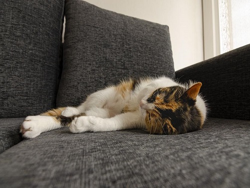 猫睡在沙发上.jpg