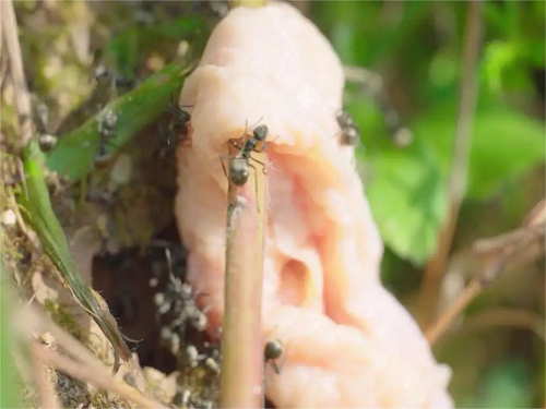 蚂蚁聚集在肥肉膘上吃得正香